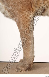 Asian golden cat Catopuma Temminckii leg 0039.jpg